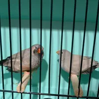 فنچ شارکول، گلدین، ستاره ای، بنگالی طوطیوار
