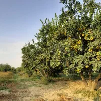 فروش ۲قطعه زمین ۲۵۰و۲۱۰متری چسبیده به بافت|فروش زمین و ملک کلنگی|نوکنده, |دیوار