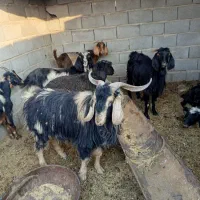 بز و دوبر|حیوانات مزرعه|شیراز, آبیاری|دیوار