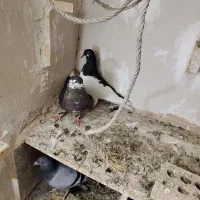 راست سیاه ،ساده،سار