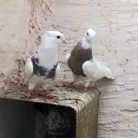 کبوتر طوقی
