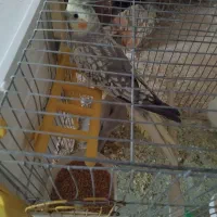 یک جفت عروس و یه جوجش به فروش میرسد