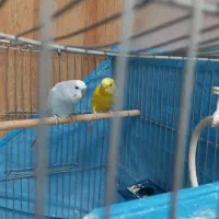 مرغ عشق|پرنده|فولادشهر, فولادشهر|دیوار