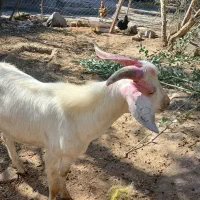 نر بز سانن|حیوانات مزرعه|گیلوان, |دیوار