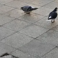 چب سبز|پرنده|شیراز, ماه فیروزان|دیوار