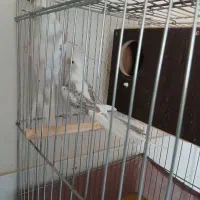 عروس هلندی|پرنده|سرپل ذهاب, |دیوار