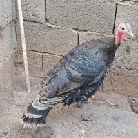 بوقلمون محلی