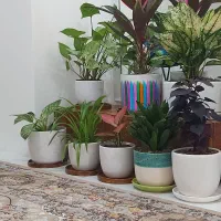 سوییت هر تایم از شبانه روز