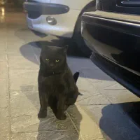 گربه مشکی پیدا شده با قلاده ابی|حیوانات|کرمان, |دیوار