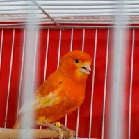 قناری سرخ ردفاکتور