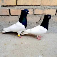 کله سیاه اس