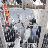 کفترتهرانی