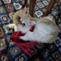 گربه|گربه|ارومیه, |دیوار