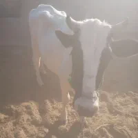 گستر زه اول|حیوانات مزرعه|زابل, |دیوار