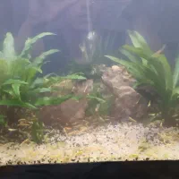 میگو آکواریوم|ماهی|کرمانشاه, |دیوار