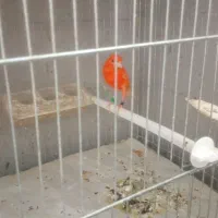 قناری|پرنده|اردبیل, |دیوار