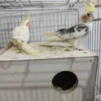 عروس هلندی به همراه جوجه|پرنده|بافت, |دیوار