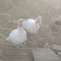 یک جف بوقلمون