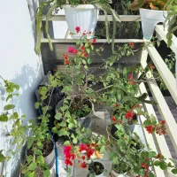 فروش گل های آپارتمانی وبیرونی|گل و گیاه طبیعی|تنکابن, |دیوار