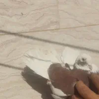 کفتر پرشی و قیمت مناسب|پرنده|اردکان, |دیوار