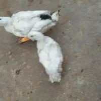 اردک نرو  ماده