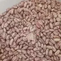 لوبیاچیتی