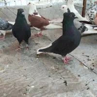 زاغ دم سفید نر و ماده|پرنده|تهران, شهرک طالقانی|دیوار