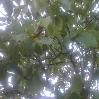 فروش باغ یک هکتار نیم|فروش زمین و ملک کلنگی|موچش, |دیوار