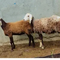گوسفند بره توقلی جنس و یک عدد بز|حیوانات مزرعه|گرگان, |دیوار