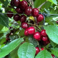 نهالفروشی حجت همراهی|خدمات باغبانی و درختکاری|یزد, |دیوار