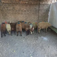 پخش گوسفندزنده دشت مغان،افشار(کامرانیه جنوبی)|حیوانات مزرعه|تهران, فرمانیه|دیوار