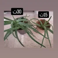 حراج گل خانگی|گل و گیاه طبیعی|شاهین‌شهر, شهرک ردانی پور|دیوار