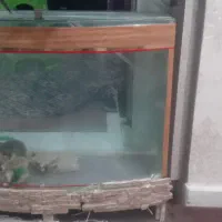 آکواریوم معاوضه با قناری|ماهی|زنجان, |دیوار