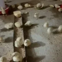 جوجه گوشتی راس ۳۰۸