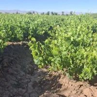 باغ-2000-متری-انگور-با-سهمیه-آب