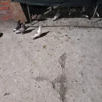 کفتر یاکبوتر غوره ای گمشده|پرنده|کرمان, |دیوار