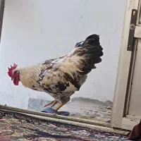 خروس