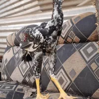 جوجه لاری ۴ماهه|حیوانات مزرعه|رشت, حومه رشت|دیوار