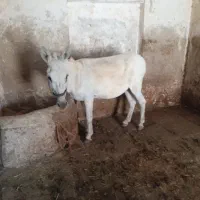 الاغ ماده