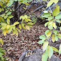 نیروی میوه فروشی