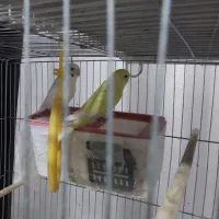 2جفت مرغ عشق و ...|پرنده|سبزوار, پاسداران|دیوار