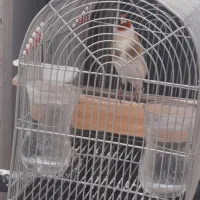 سهره سرسیاه دهن قشنگ جهرمی.سهره قناری .