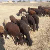 ۳۵ راس شیشک و شیشک میش