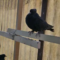 کبوتر کفتر|پرنده|تهران, سنگلج (شاپور)|دیوار