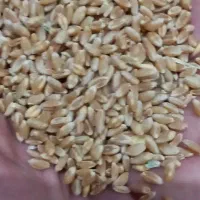 فروش ۱۰۰ کیلو گندم ابی تمیز درشت