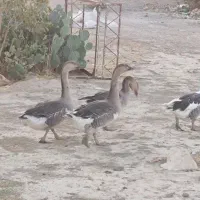 قوغاز وغاز