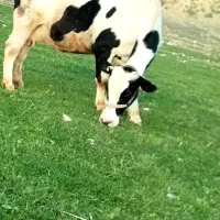 با سلام