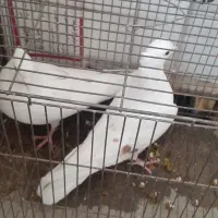 دوتا نر شرور