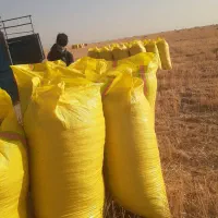 خریدوفروش.کاه دیم کاه  کمباینی ریزونرم امسال|لوازم جانبی حیوانات|شوشتر, |دیوار