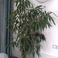 گل بید سبز...سر حال و شاداب  ارتفاع ۲ متر
